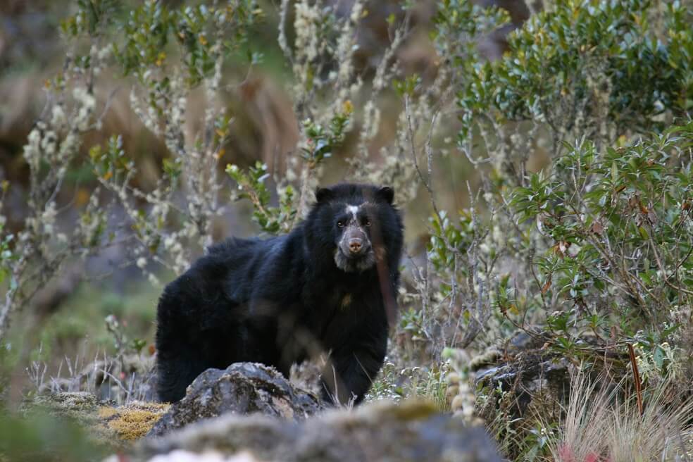 Día mundial para la protección del oso de anteojos: cuatro esfuerzos para su conservación