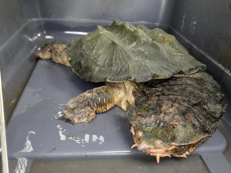 Una tortuga matamata fue entregada tras permanecer más de diez años en cautiverio