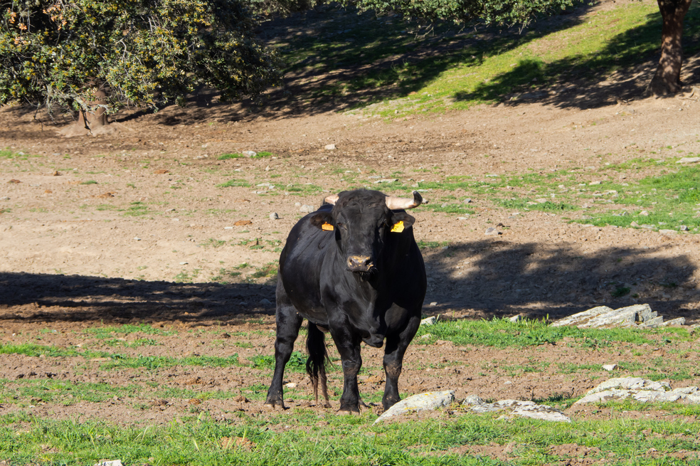 Toro de lidia