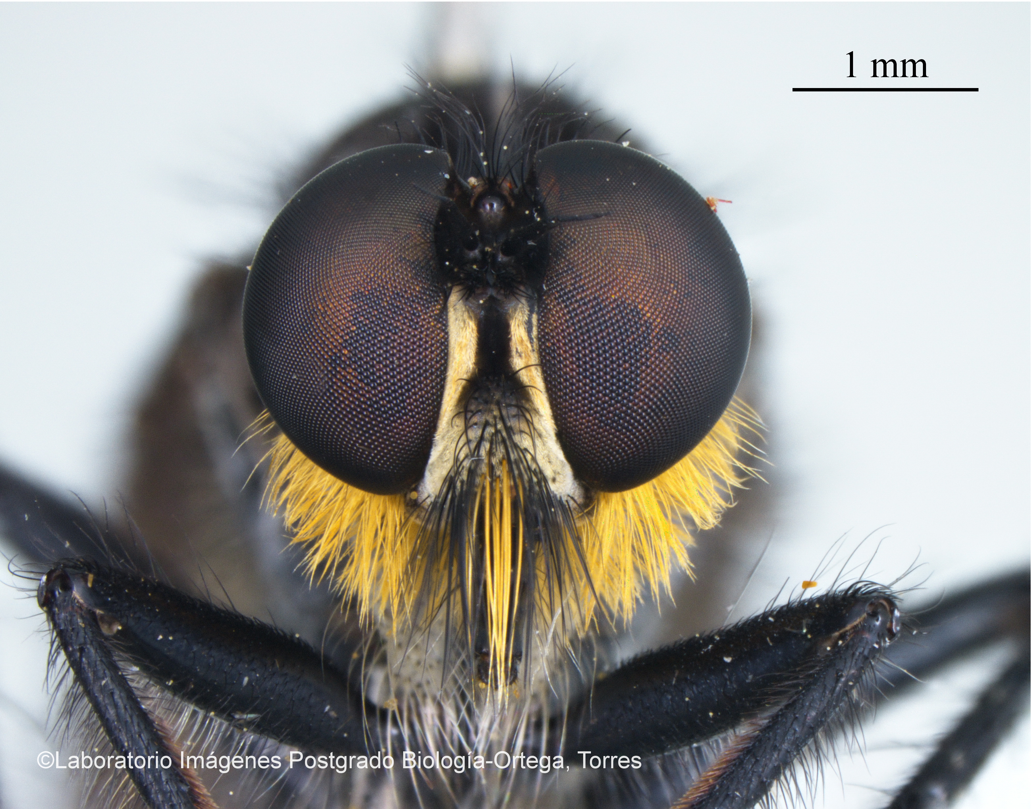 Anarmostus es un género de moscas, su  única especie es "Anarmostus iopterus". Se encuentra en América Central y del Sur/ ©Laboratorio Imágenes Postgrado en Ciencias Biología Univalle.