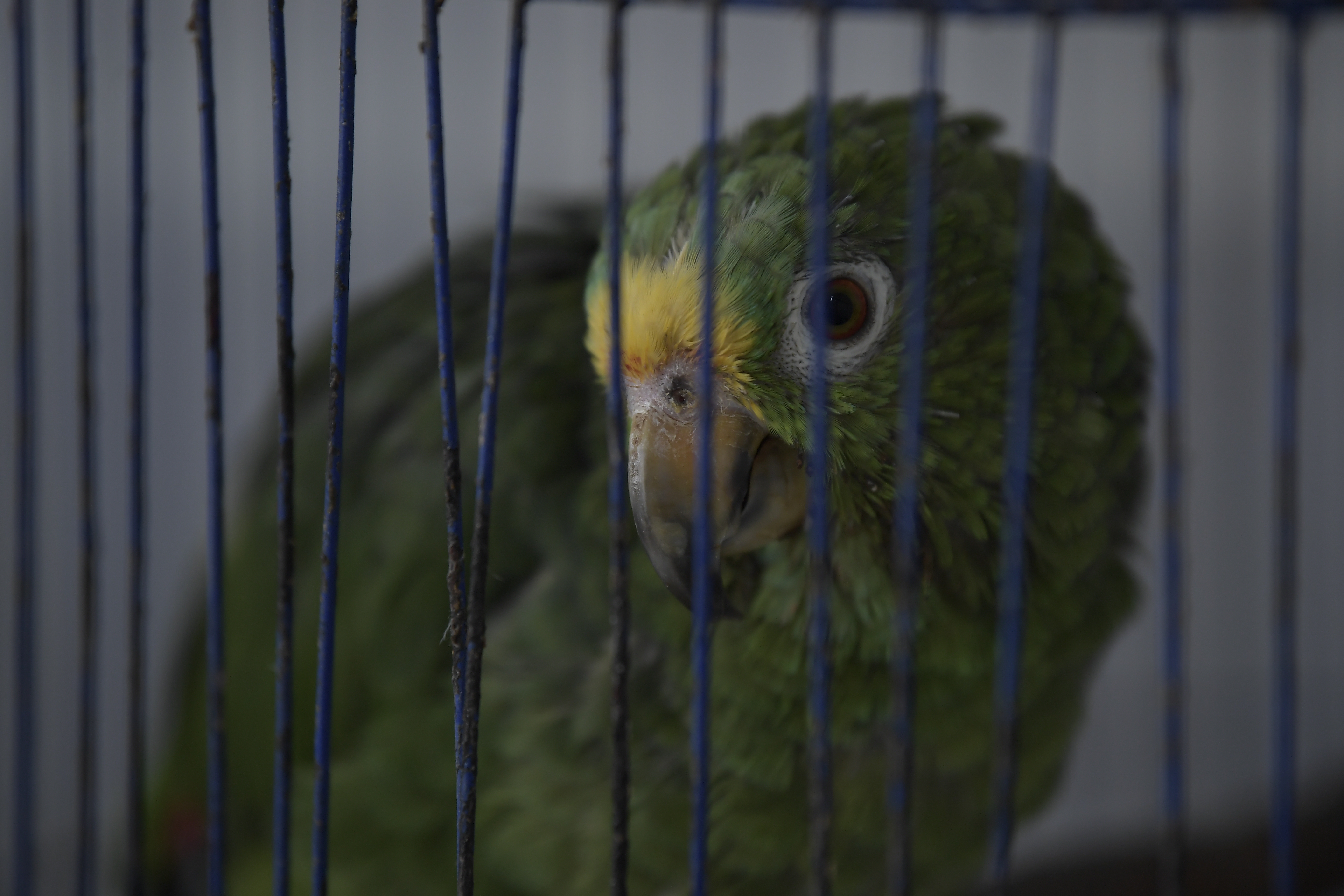 ¿Por qué los loros se arrancan las plumas?