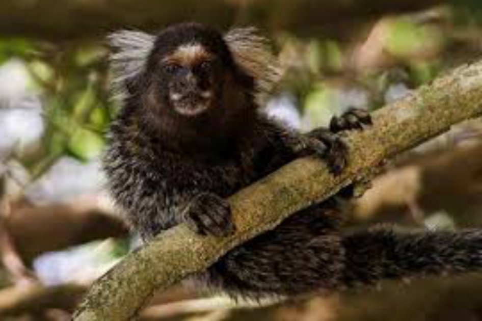 Premio británico a la protección de monos y armadillos en Colombia y Brasil