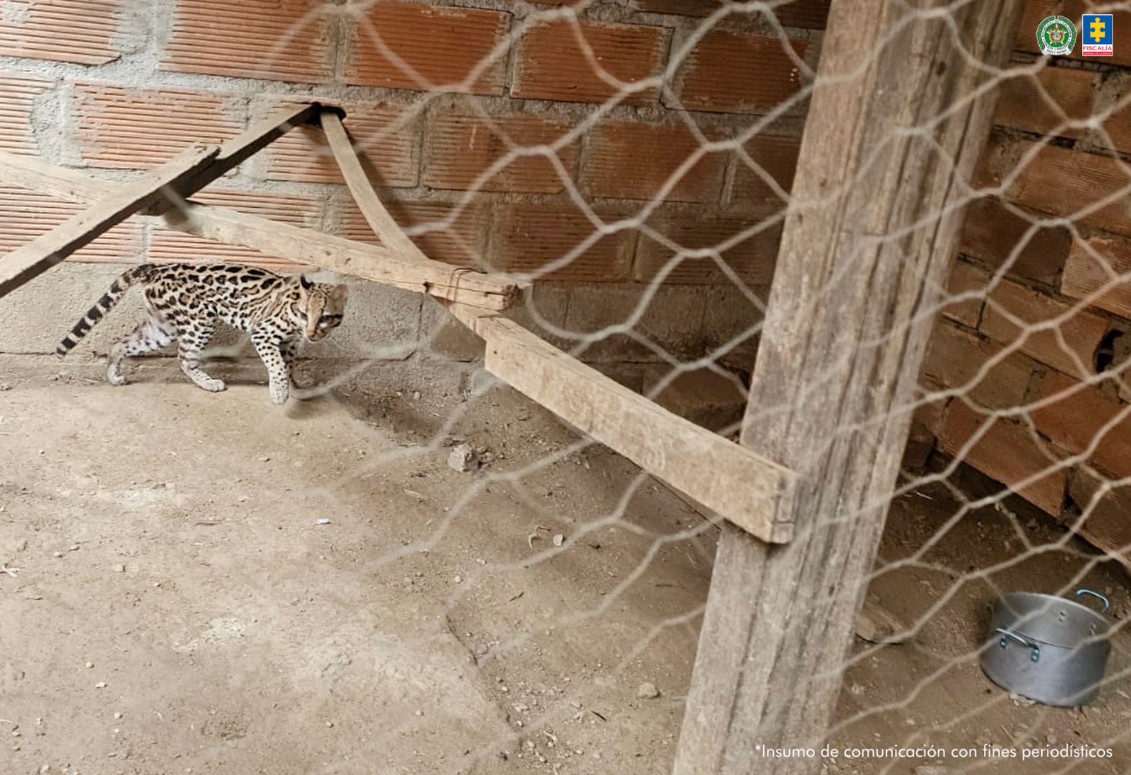 Un ocelote fue encontrado en cautiverio en una casa de Bello (Antioquia)