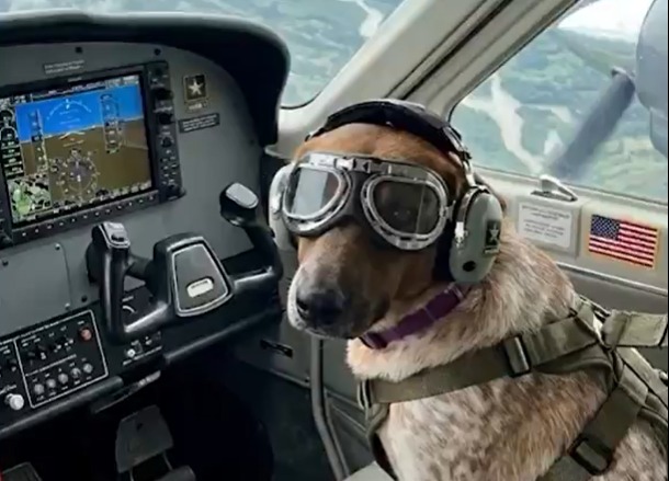 Perrita llegó enferma a un batallón militar y terminó cuidando gatos huérfanos