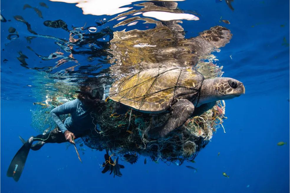 Un guía de buceo libera a una tortuga golfina de desechos plásticos, en Sri Lanka