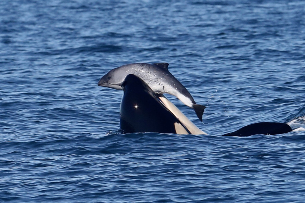 Registran, en vídeo, a una orca solitaria cazando a un tiburón blanco en menos de dos minutos