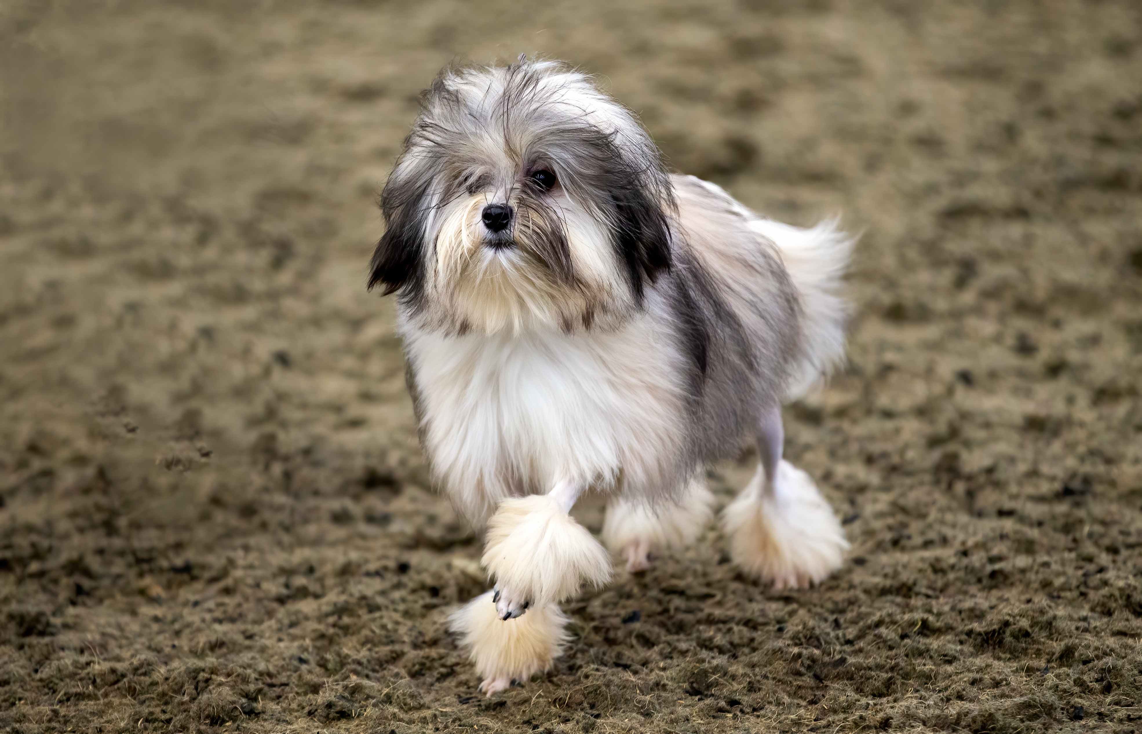 Este peculiar perro también es conocido como perro pequeño león.