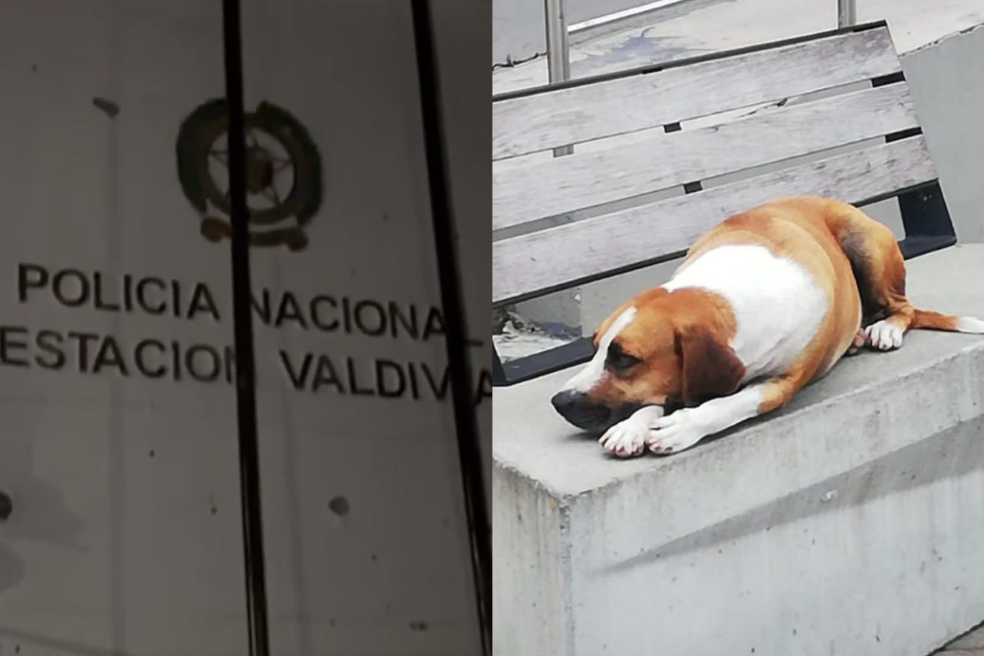 Él era Orejas, perrito que murió en atentado a la policía en Valdivia (Antioquia)