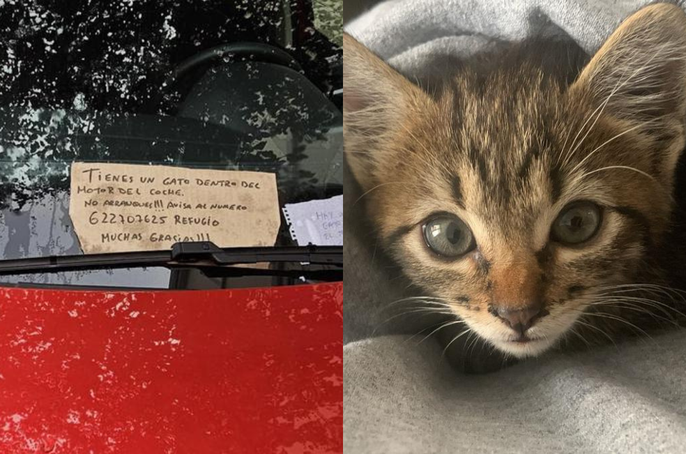 Comunidad se une para salvar a un gatito atrapado en un carro: termina bien