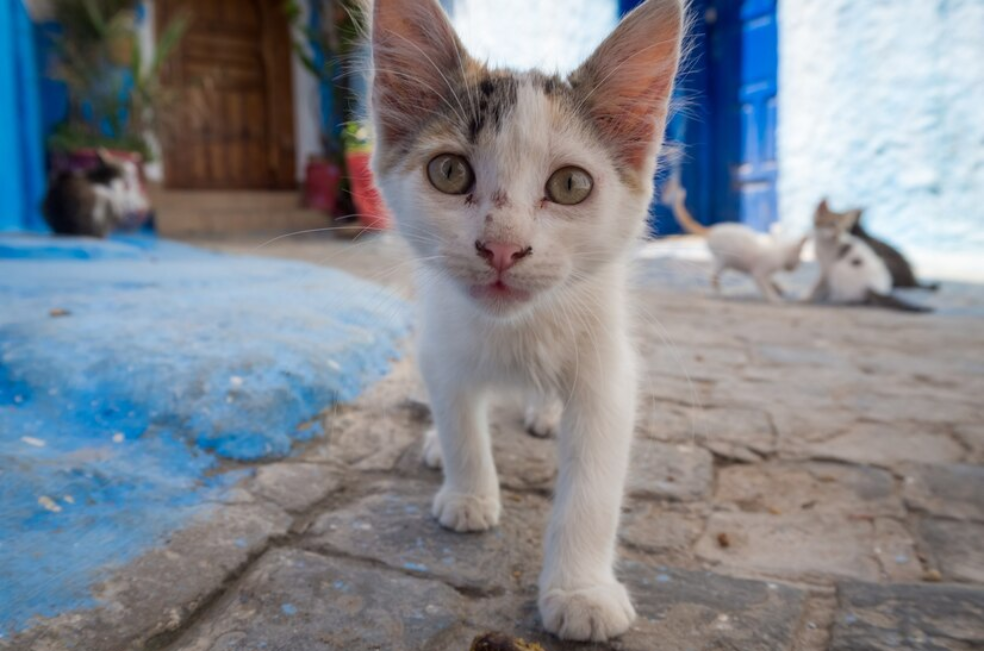 Esta es la esperanza de vida de un gato callejero o sin hogar
