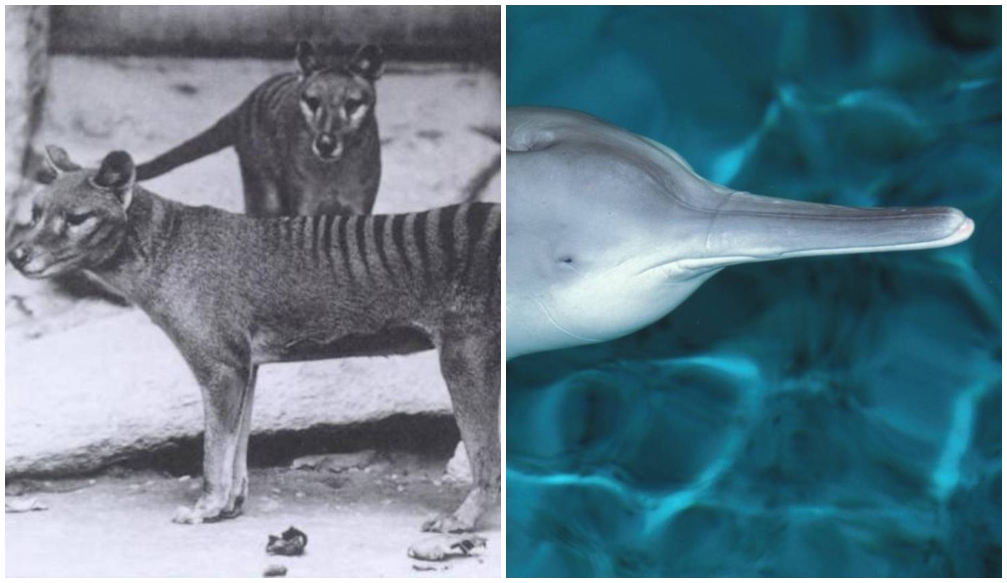 Dos de las especies que se han extinto. A la izquierda, el tigre de Tasmania; a la derecha, el último baiji, o delfín chino de río.