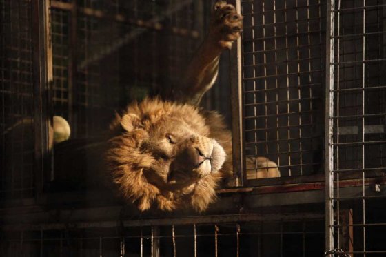 Los cirqueros tendrán que entregar los animales a las autoridades ambientales. / Reuters