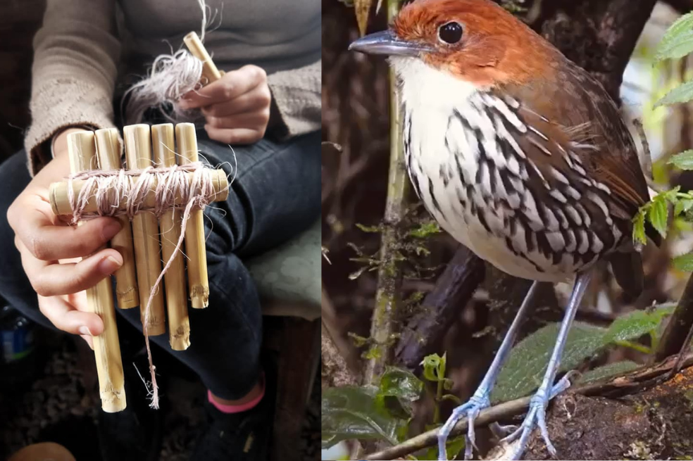 Cuando la música “imita” el canto de las aves