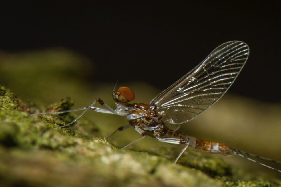 Describen siete nuevas “efímeras” especies para la ciencia