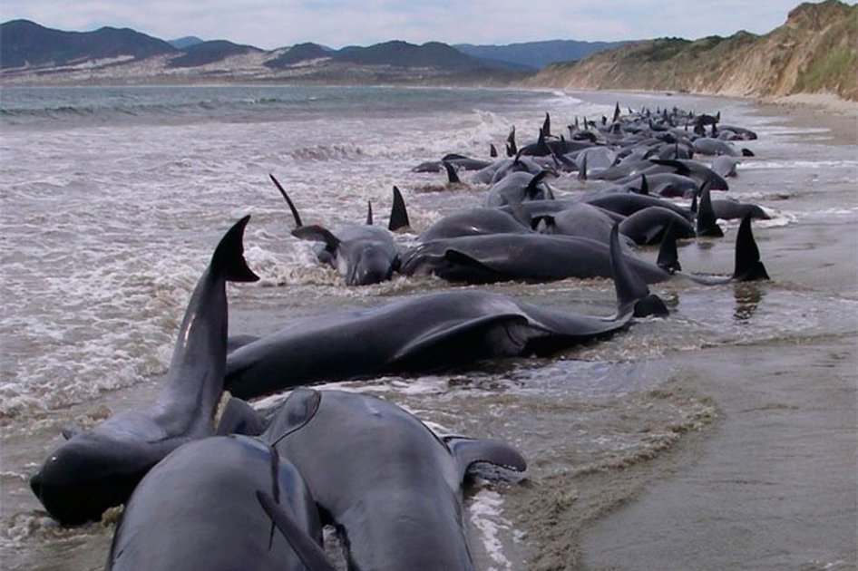 Reflotan parte de las 200 ballenas varadas en una bahía de Nueva Zelanda