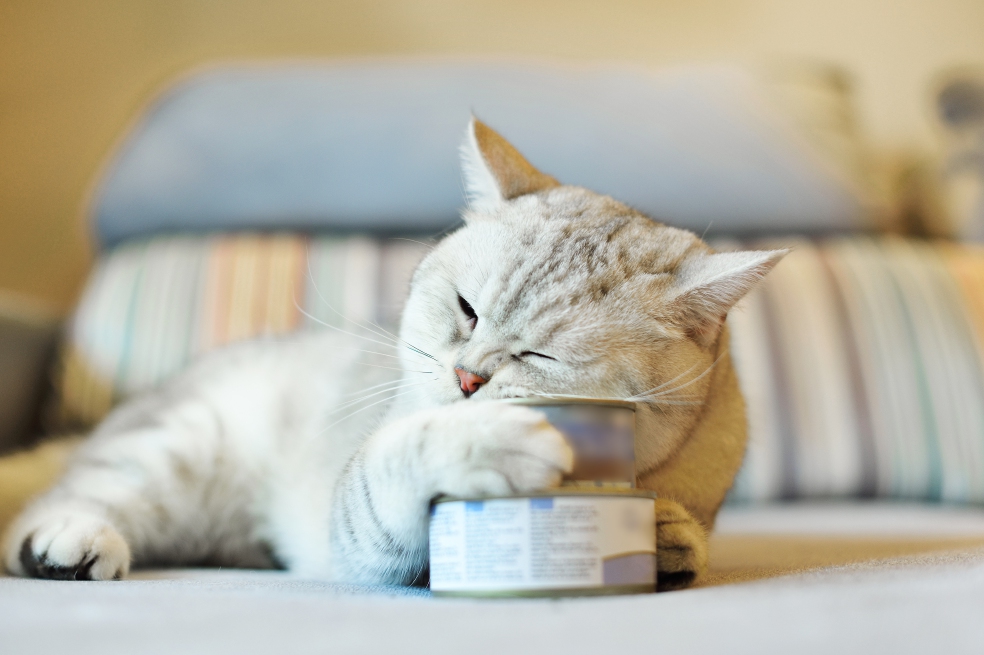 ¿Está alimentando bien a su mascota?