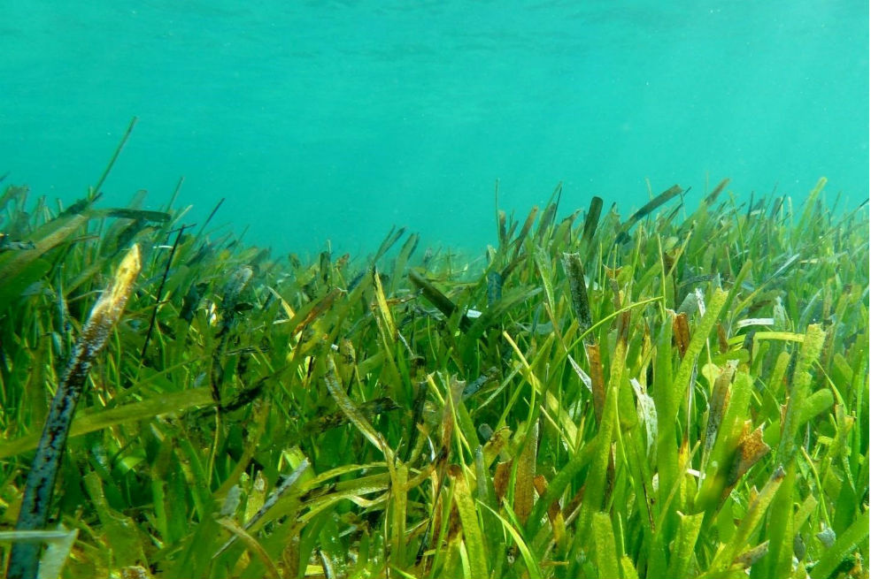Peligra el «centro de la biodiversidad marina»