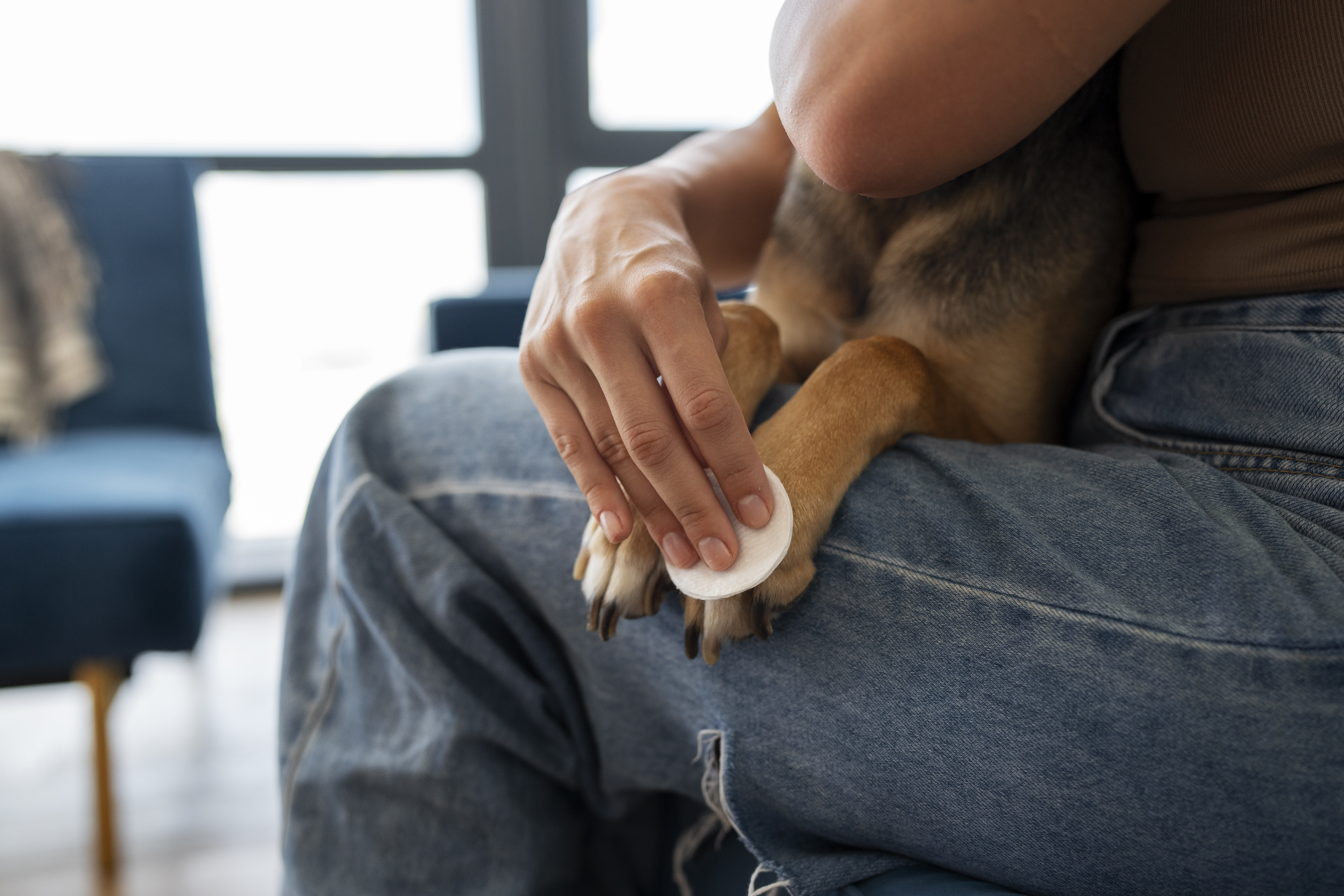 Cómo desinfectar a su perro al volver de la calle en cinco pasos