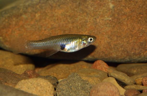 Una especie de pez utilizaría su inteligencia para tener más éxito al aparearse