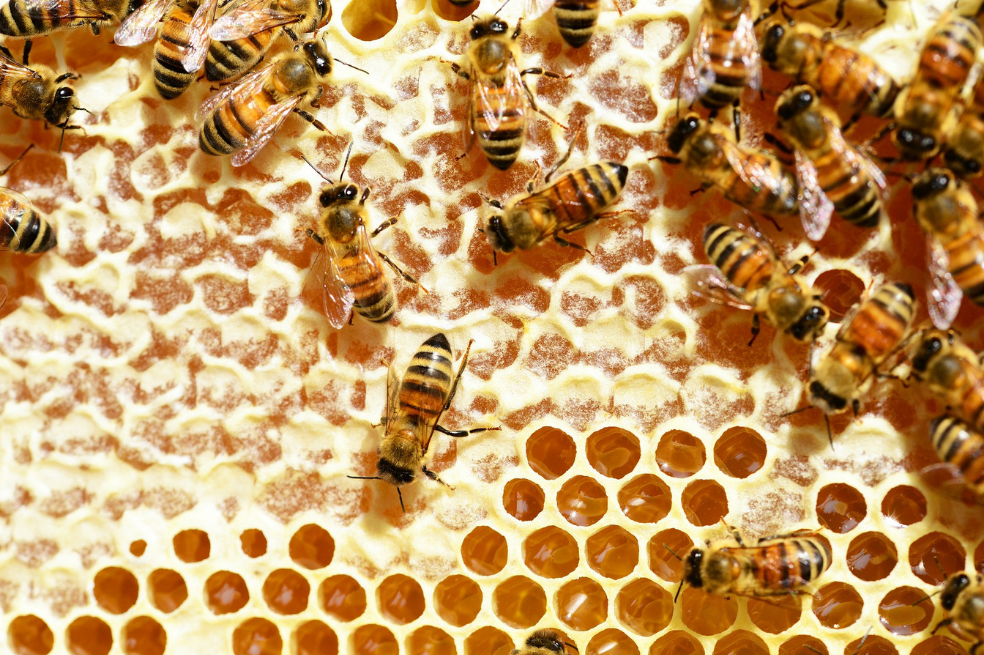 Las abejas ordenan los números de izquierda a derecha al igual que los humanos