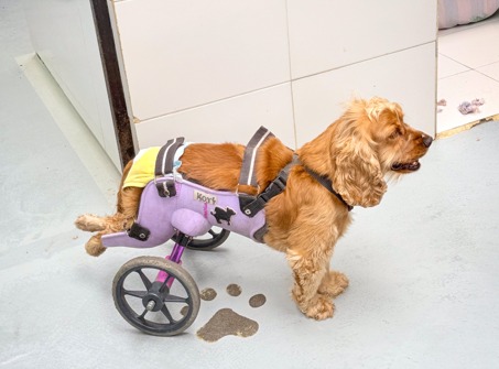 Estudiantes de ingeniería crean sillas de ruedas 3D para perros que no pueden caminar