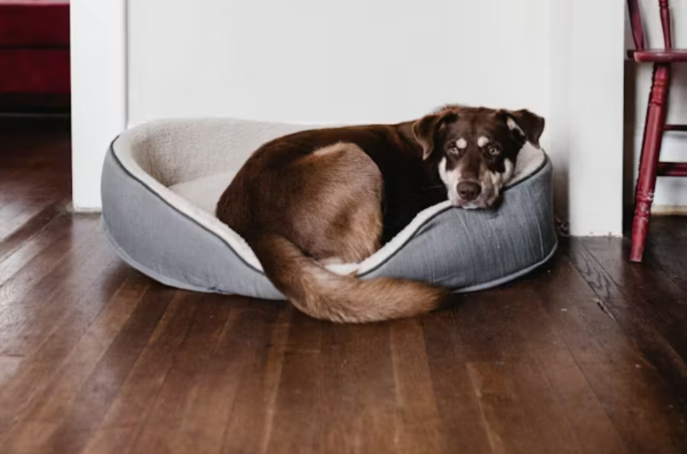 ¿Cuál es el mejor lugar para poner la cama de un perro?