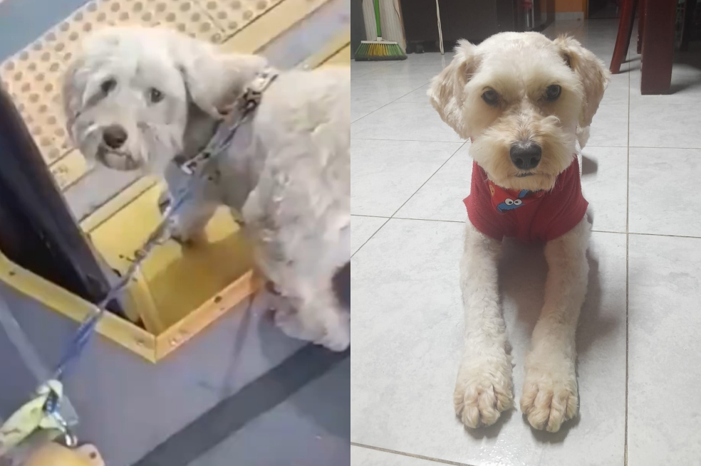 El perrito se llama Karter y está feliz con su nueva familia.