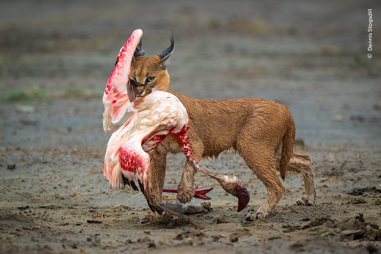 Ganador: Comportamiento Mamíferos

Dennis Stogsdill (EE. UU.) observa a un caracal cazando un flamenco menor en el Parque Nacional del Serengeti, Tanzania. 

Dennis llevaba varios días buscando felinos salvajes como los servales cuando recibió una llamada por radio: habían visto uno en el lago Ndutu. Pero no era un serval. Era un caracal que cazaba con éxito flamencos menores.