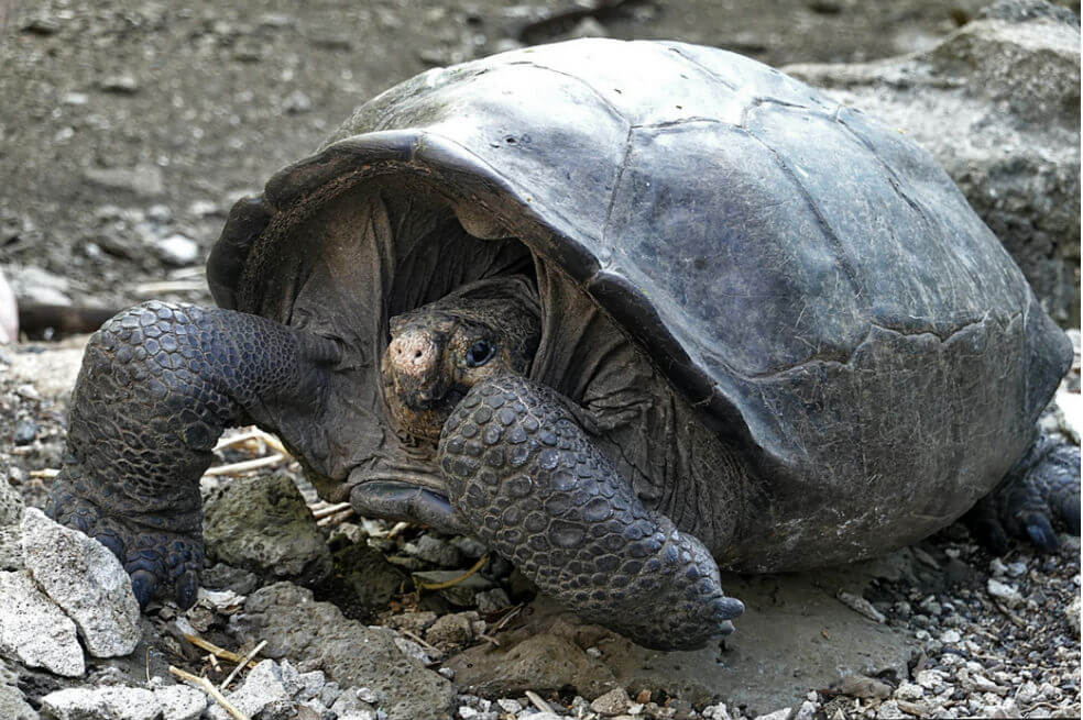 Liberan 155 tortugas gigantes en la isla Santa Fe de Galápagos