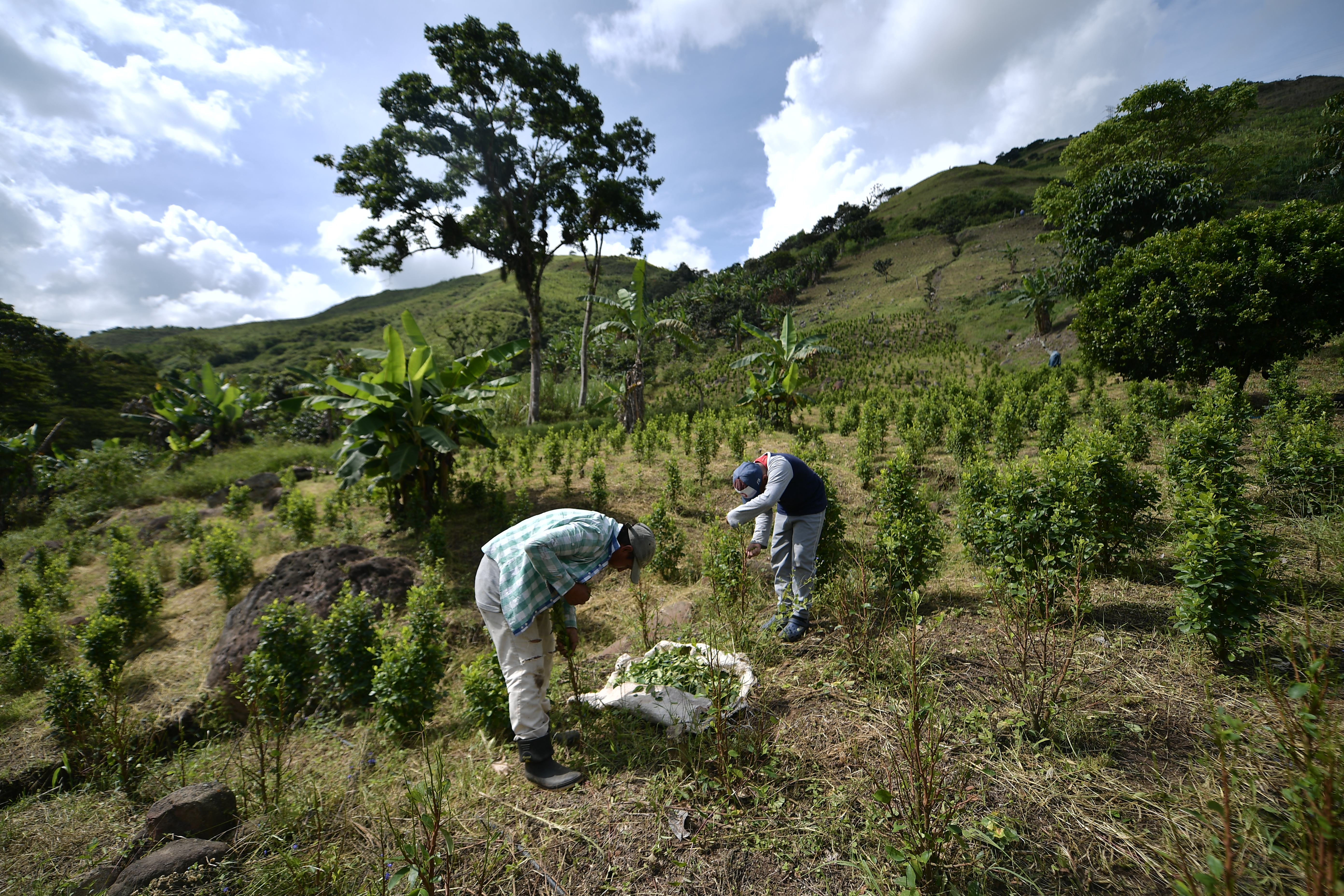 Cultivos de coca en el Cauca, aspectos