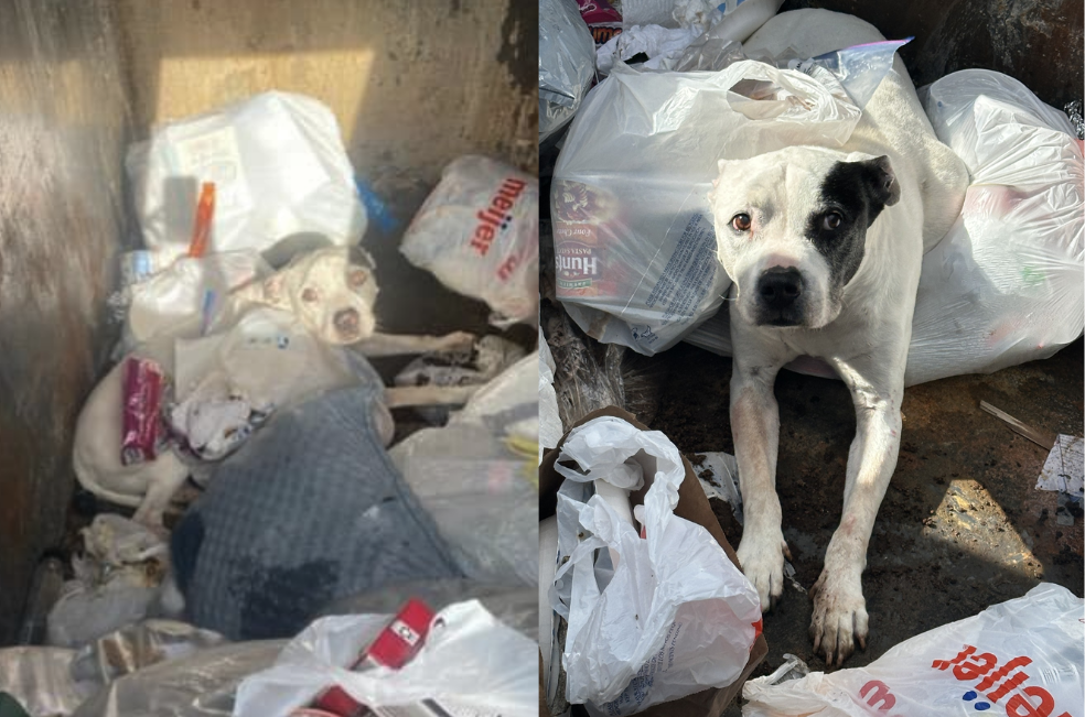 “Esos ojos me miraban fijamente”: impactante hallazgo de un pitbull en la basura