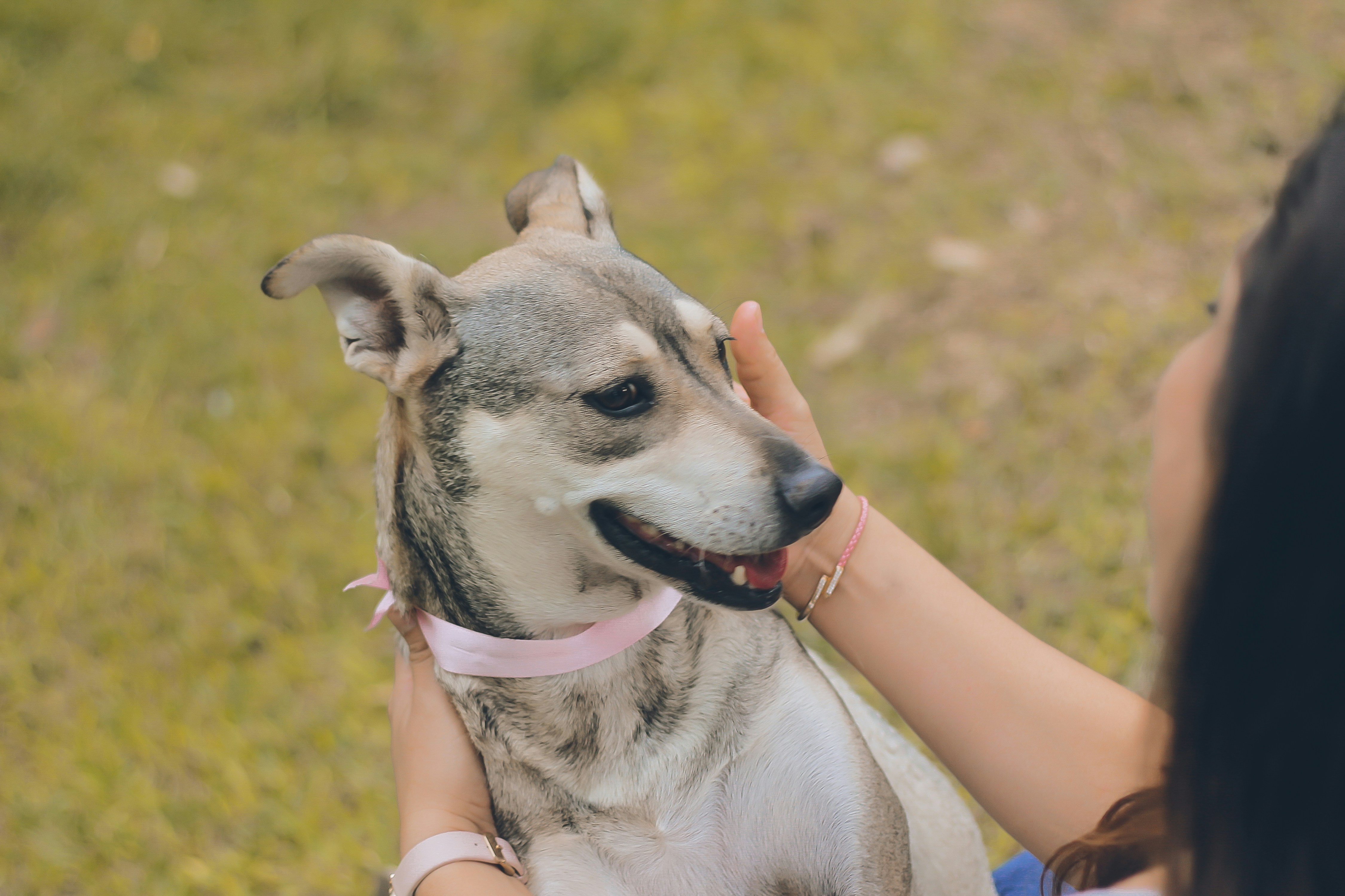 ¿Cómo saber quién es la persona favorita de un perro?