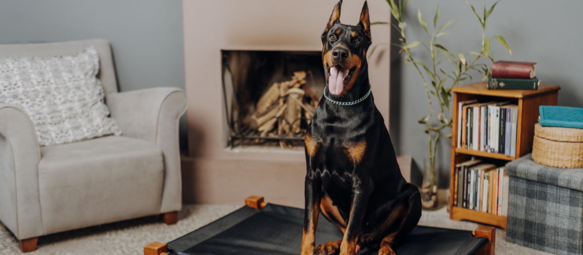 5 razas de perros de talla grande ideales para espacios enormes