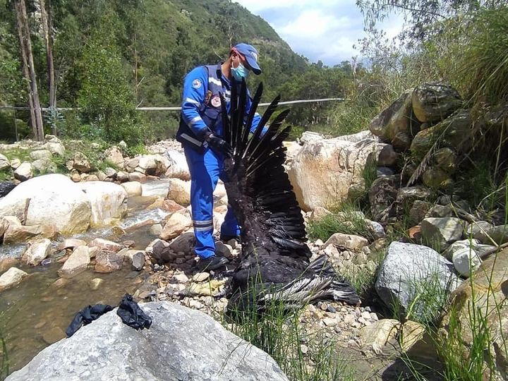 Encuentran dos cóndores sin vida en zona rural de Santander