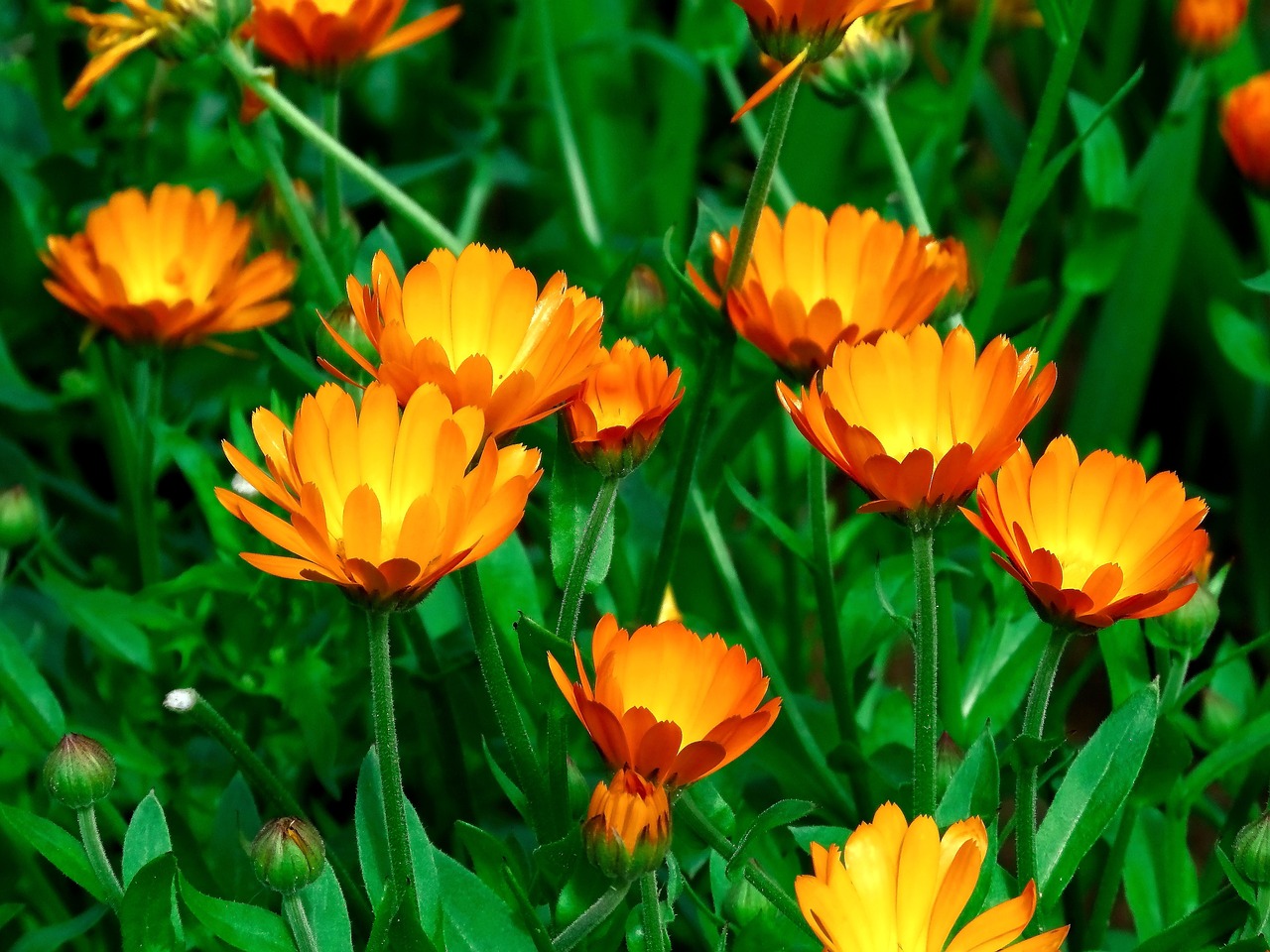 También conocida como maravilla, la caléndula es una de las plantas aromáticas más comunes.
