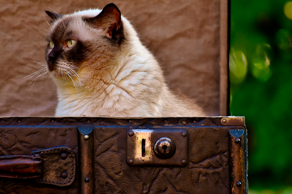¿Cuántas horas puede viajar un gato?