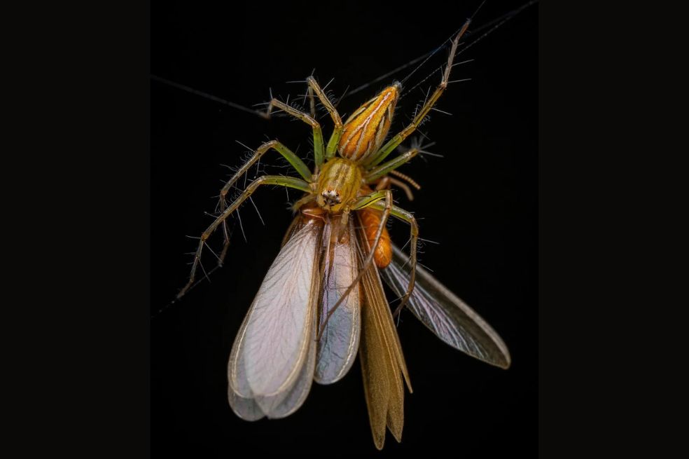 Ganador de la categoría Arácnidos: Artur Tomaszek, durante una tormenta repentina en Hong Kong, captó a miles de termitas que emergieron para enjambrar y aparearse. La araña lince fue la protagonista.