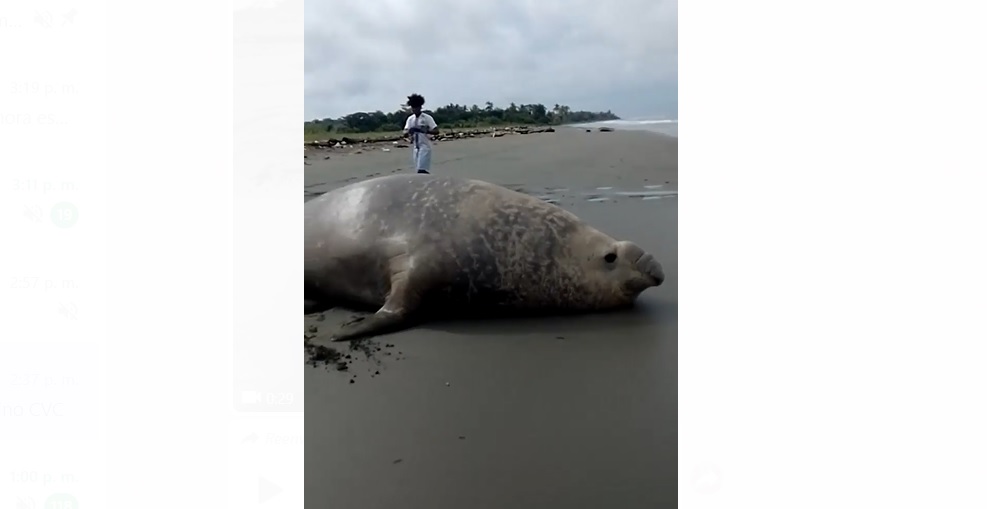 En video: aparece un elefante marino en la costa del Valle del Cauca