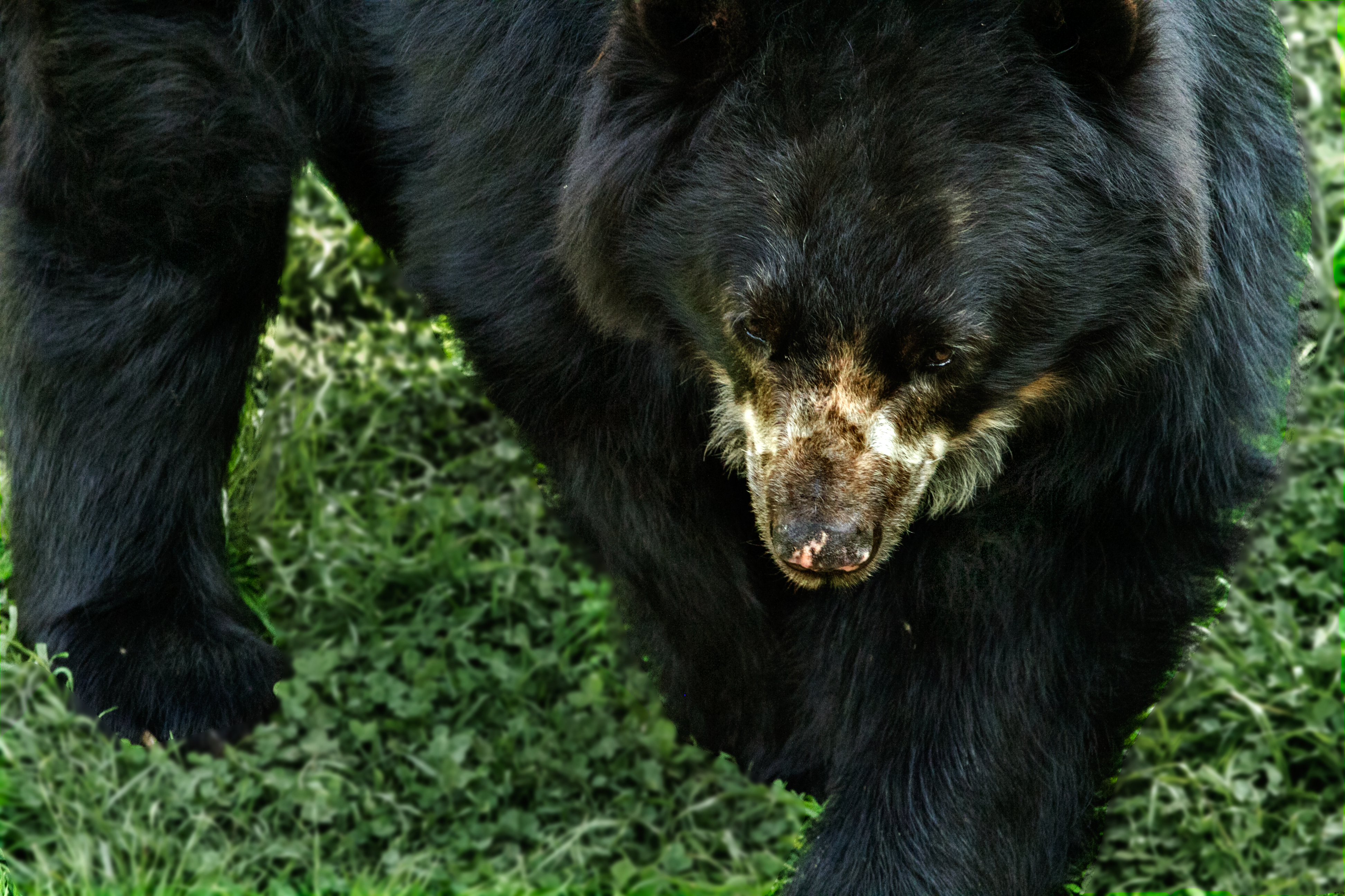 El modelo de conservación del oso andino que se volvió un motor de desarrollo