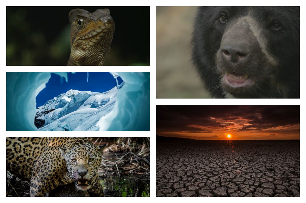 38 especies y 20 ecosistemas protagonizan "Colombia Magia Salvaje"