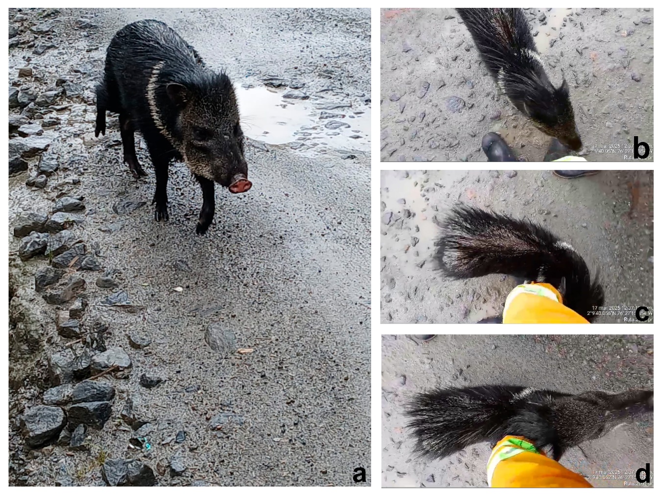 Científicos se sorprenden al encontrar un mamífero que no se había visto en el Parque Puracé