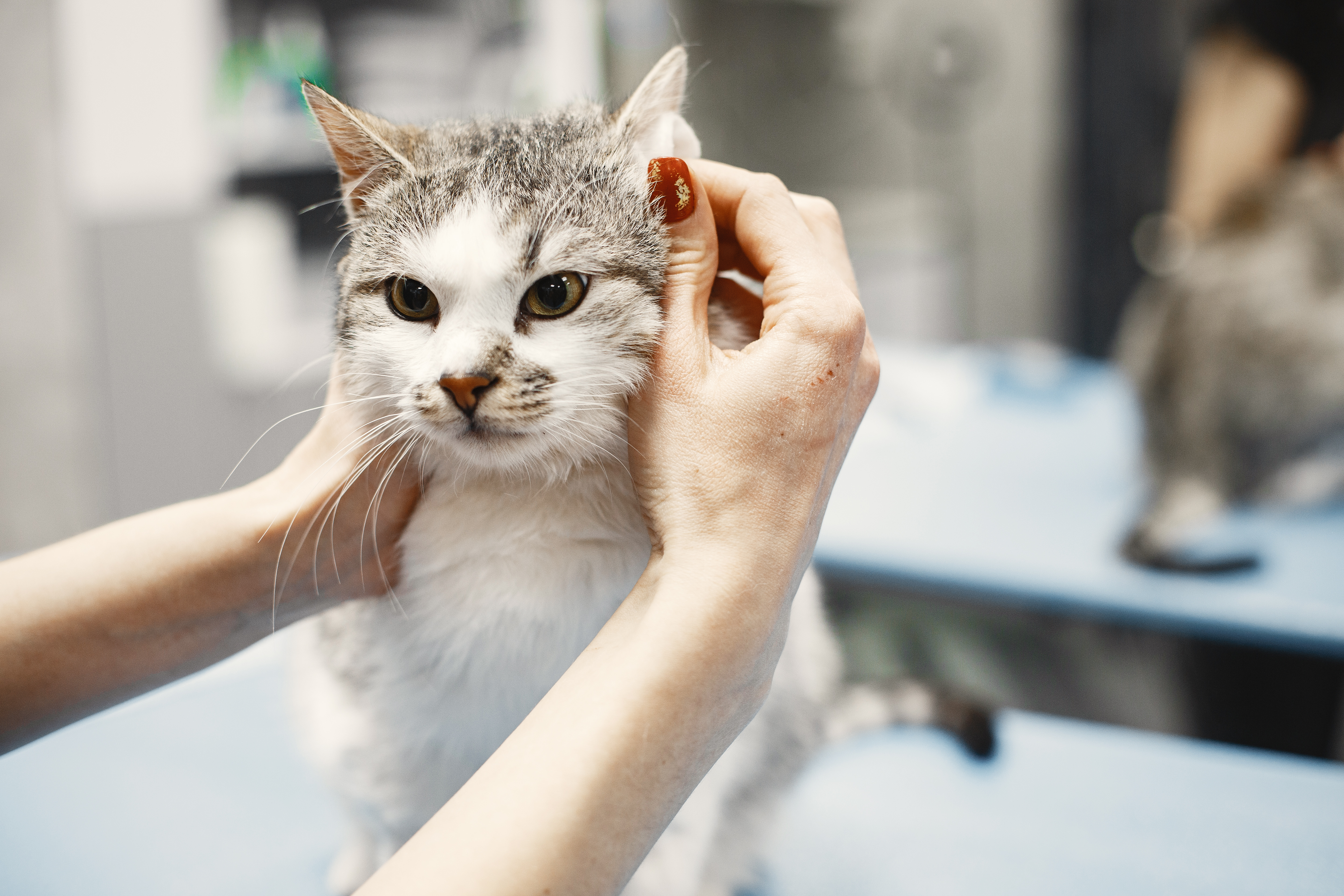 ¿El bicarbonato es malo para los gatos?