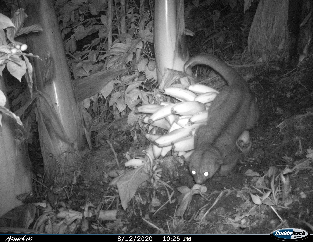 Las cámaras funcionan todo el día por lo que animales como el "perro de monte" pueden ser capturados en las noches.