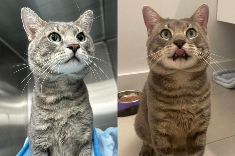 Un gato inteligente: se salvó a sí mismo al entrar a un apartamento