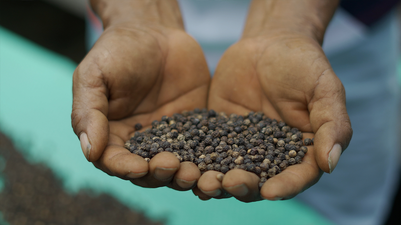 Pimienta de exportación: la apuesta de los excocaleros de Putumayo
