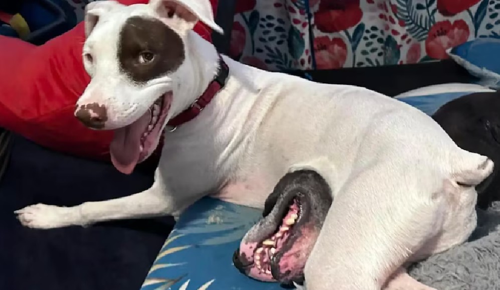 ¿Un perro con una boca en el estómago? La historia detrás de foto viral en redes