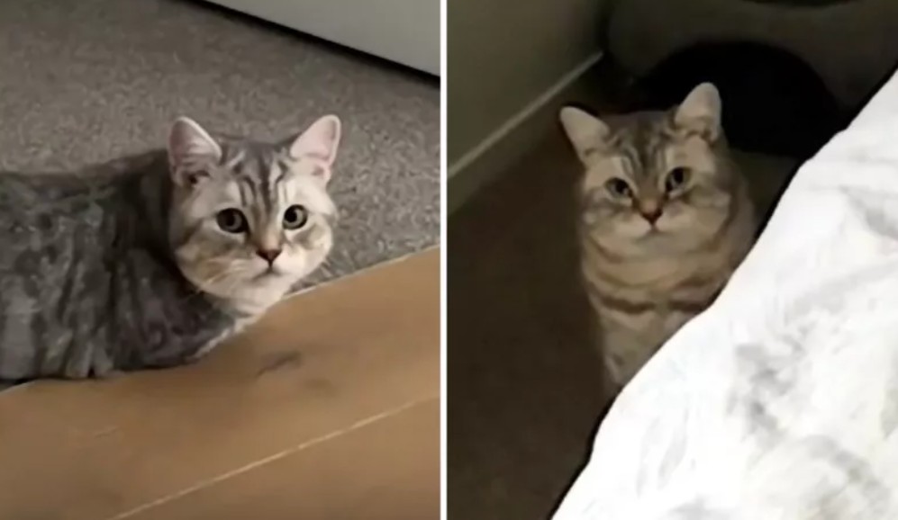 Lo intentaron todo, pero su gato seguía triste: esta fue la solución