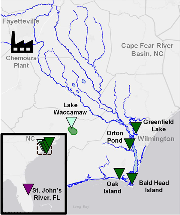 Los triángulos muestran los lugares donde los investigadores tomaron muestras de sangre de caimanes capturados en la cuenca del río Cape Fear (verde), en el lago Waccamaw (celeste) y en Florida (morado).
CRÉDITO: A.K. BOATMAN ET AL / SCIENCE OF THE TOTAL ENVIRONMENT 2025