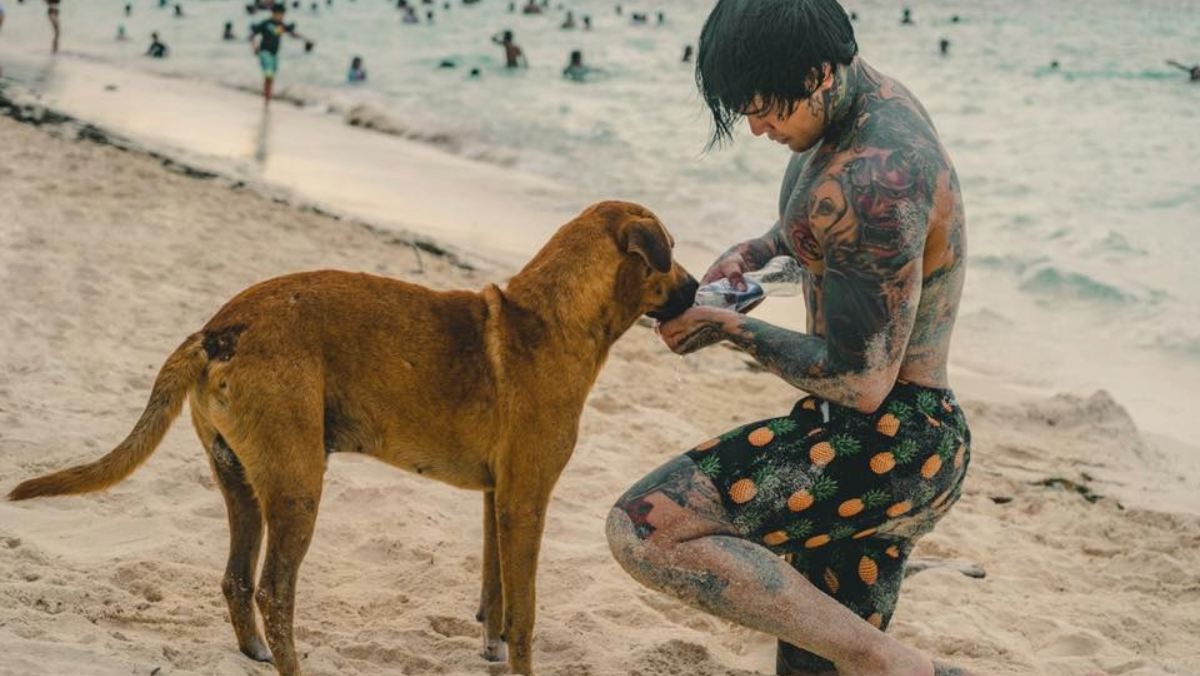 Yeferson Cossio pagará 300 esterilizaciones a perros en La Guajira: “Pueden ser 600″