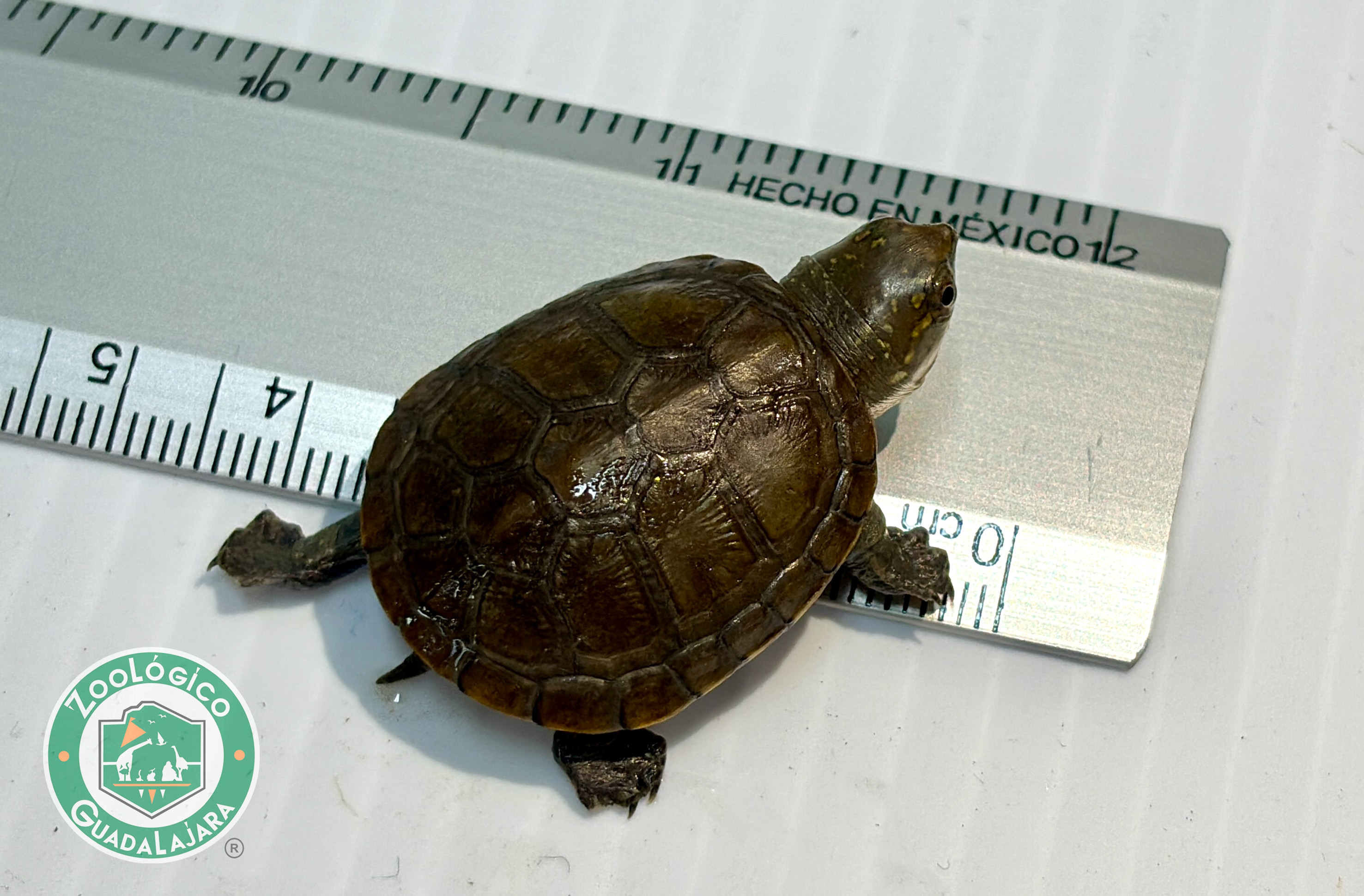 Por primera vez bajo cuidado profesional, nace una de las tortugas más pequeñas del mundo